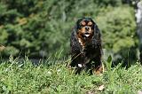 CAVALIER KING CHARLES 003